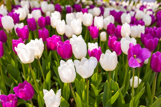 Tulipas coloridas crescendo no parque ao sol da primavera