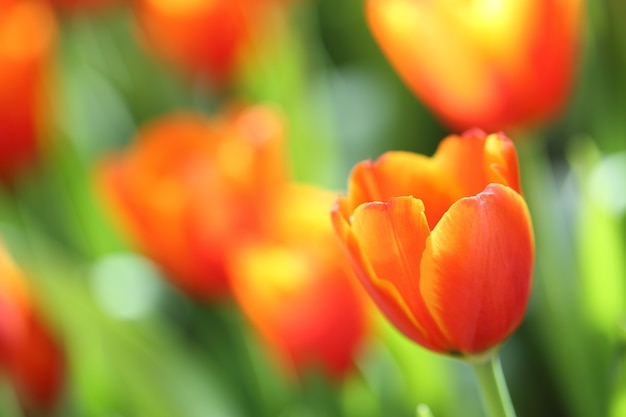 Tulipas coloridas em close-up