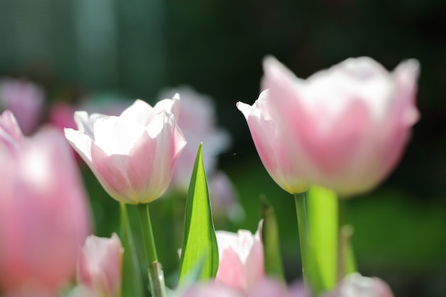 Tulipas coloridas em close-up