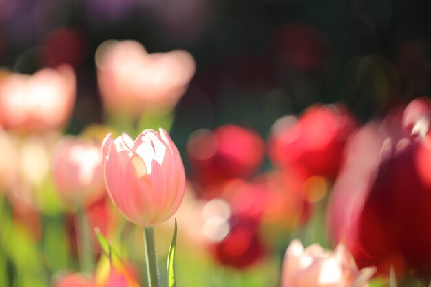 Tulipas coloridas em close-up