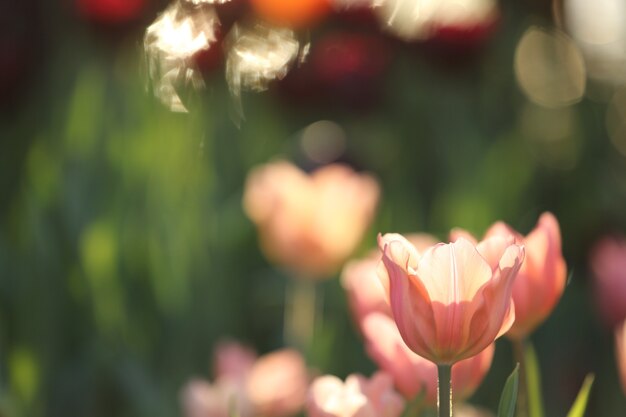 Tulipas coloridas em close-up