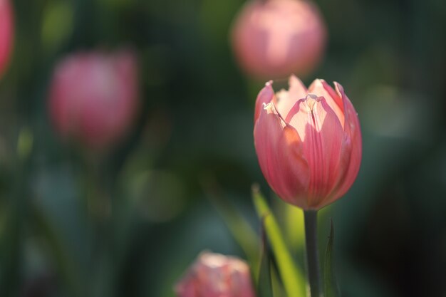 Tulipas coloridas em close-up