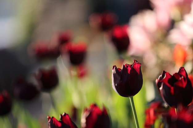 Tulipas coloridas em close-up