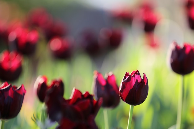 Tulipas coloridas em close-up