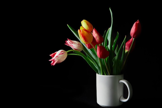 Tulipas coloridas em copo branco sobre fundo preto