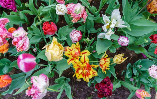 Tulipas coloridas em Keukenhof, Holanda