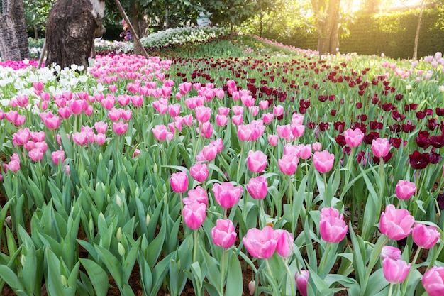 Tulipas coloridas em um campo em um dia de mola ensolarado morno no jardim.