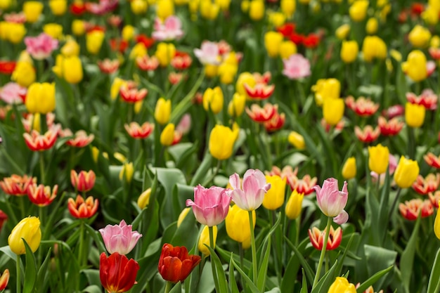 Tulipas coloridas em vermelho, rosa e multi-coloridas.