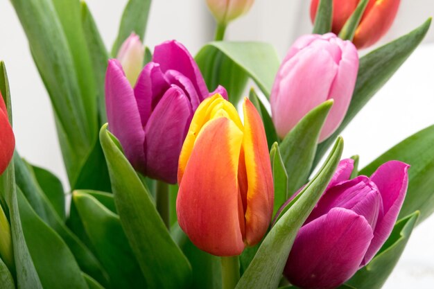 Tulipas coloridas fecham flores de primavera em um fundo claro