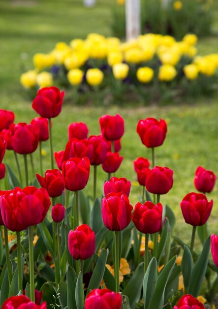 Tulipas coloridas florais de flores de primavera na natureza