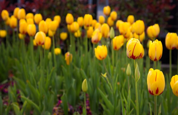 Tulipas coloridas florais de flores de primavera na natureza