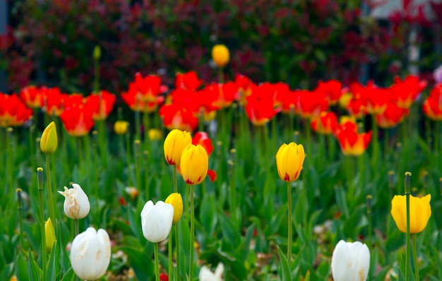 Tulipas coloridas florais de flores de primavera na natureza