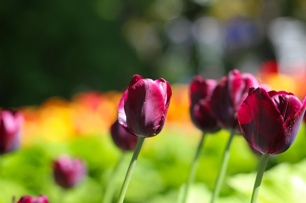 tulipas coloridas florescem na primavera