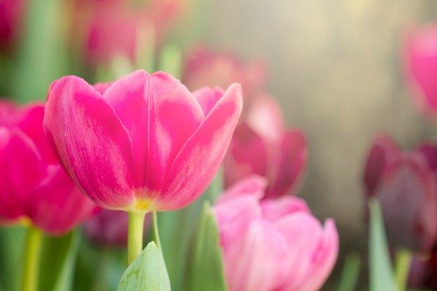 Foto tulipas coloridas frescas na luz solar quente