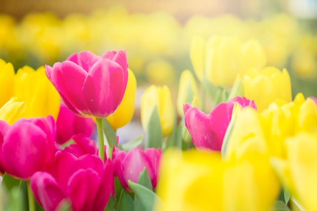 Foto tulipas coloridas frescas na luz solar quente