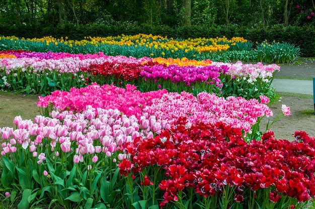 Tulipas coloridas keukenhof park lisse na holanda