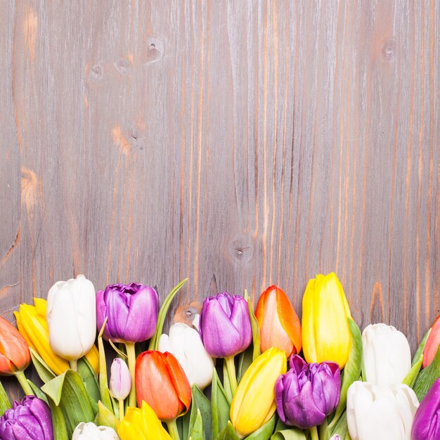 Tulipas coloridas na placa de madeira cinza rústica. conceito de primavera com espaço de cópia