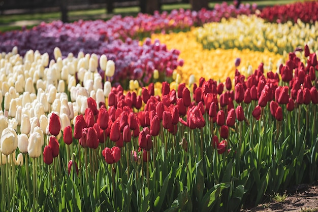 Tulipas coloridas no Emirgan Park Istanbul