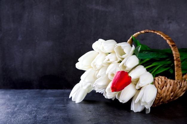 Tulipas coloridas no fundo escuro férias frescas buquê primavera vermelho e branco