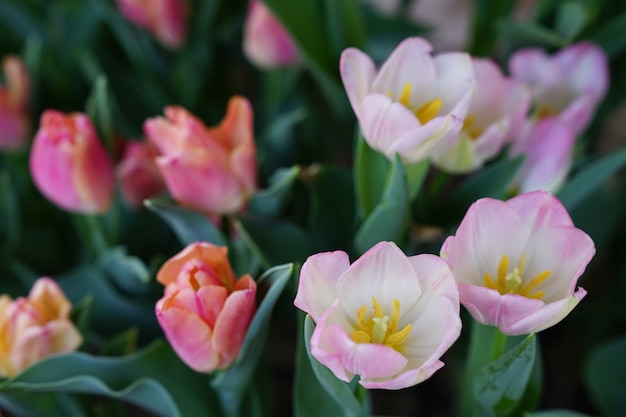 Tulipas coloridas no jardim de flor.