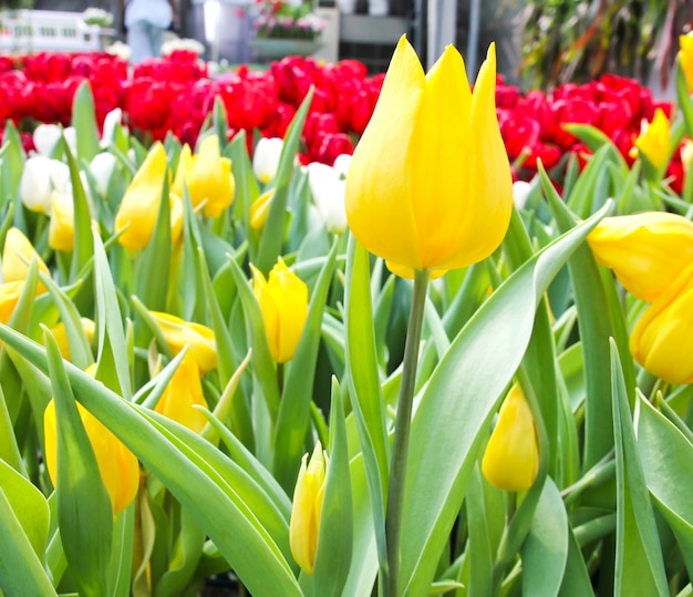 Tulipas coloridas no jardim