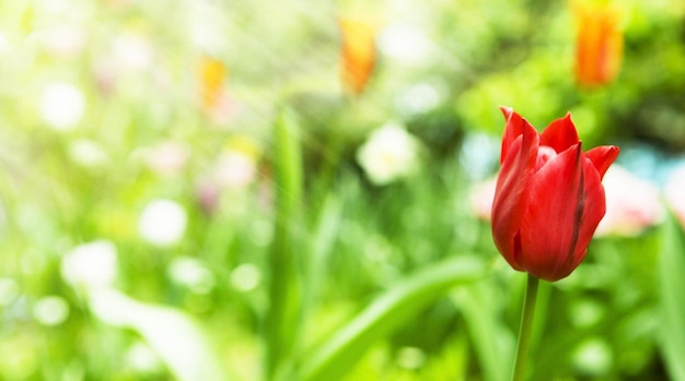 tulipas coloridas no jardim