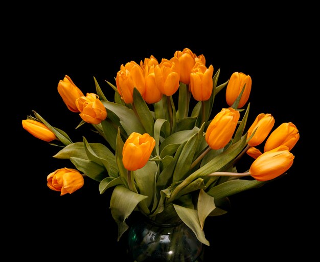 Tulipas com botões de laranja são isoladas em um fundo preto. O buquê de flores é lindo. Foto de alta qualidade