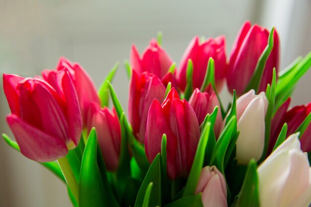 Tulipas com flores sazonais da primavera em um fundo cinza ou branco