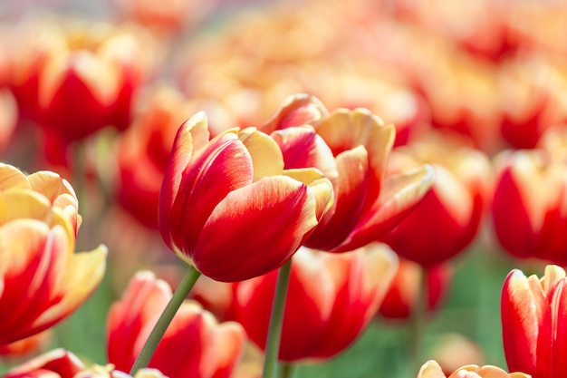 Tulipas com muitos estilos e cores ricas