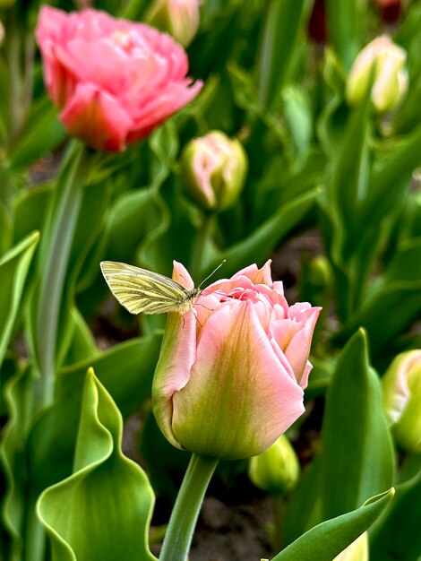 Tulipas cor-de-rosa a florescer