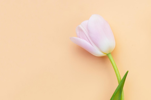 Tulipas cor de rosa brancas em fundo laranja pastel