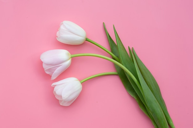 Tulipas cor de rosa brancas em fundo rosa