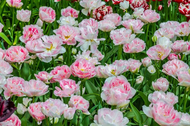 Tulipas cor de rosa brancas Keukenhof Park Lisse na Holanda