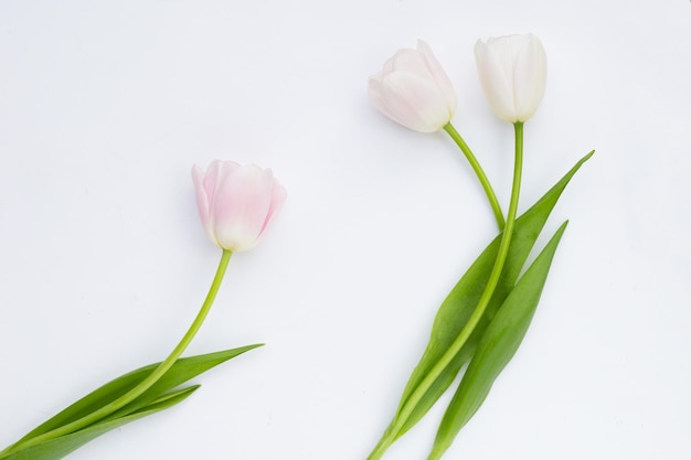 Tulipas cor de rosa brancas no fundo branco