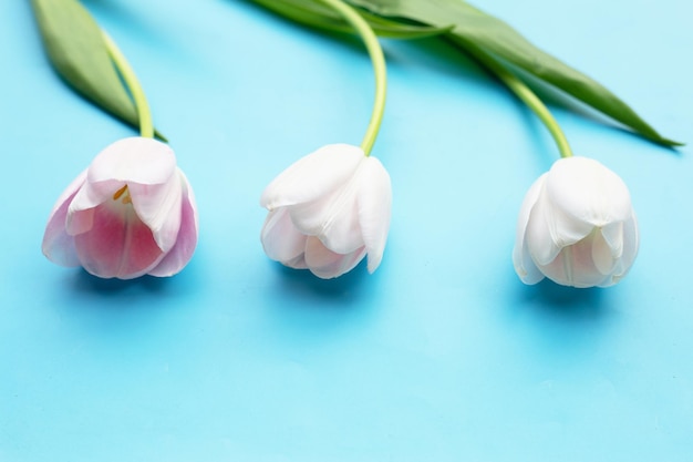 Tulipas cor de rosa brancas sobre fundo azul