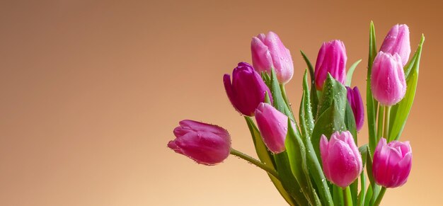 Tulipas cor de rosa com gotas de água no fundo marrom