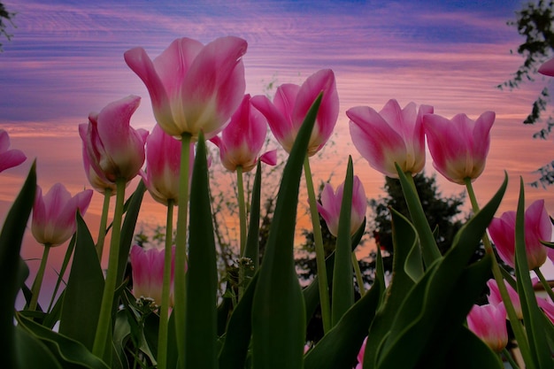 Tulipas cor de rosa contra um céu roxo Foto de alta qualidade