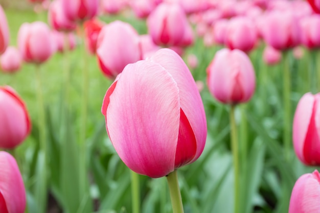 Tulipas cor de rosa crescem no parque.