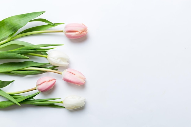 Foto tulipas cor-de-rosa e brancas em uma moldura de férias colorida fundo fundo floral de primavera para 8 de março aniversário dia das mães copiar espaço vista superior plana