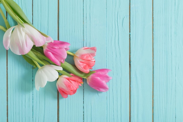 Tulipas cor de rosa e brancas sobre fundo azul de madeira