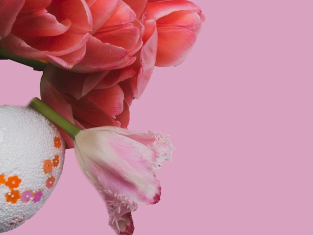 Tulipas cor de rosa e ovo de páscoa em fundo rosa com espaço de cópia para mensagem Flores da primavera Cartão para dia dos namorados Dia da mulher e dia das mães Páscoa vista superior