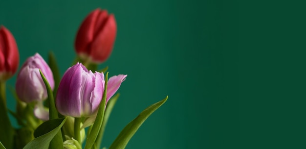 Tulipas cor de rosa e vermelhas sobre fundo verde escuro copiar espaço cartão dia dos namorados