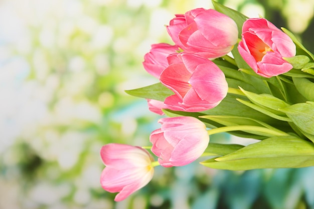 Tulipas cor de rosa em fundo brilhante