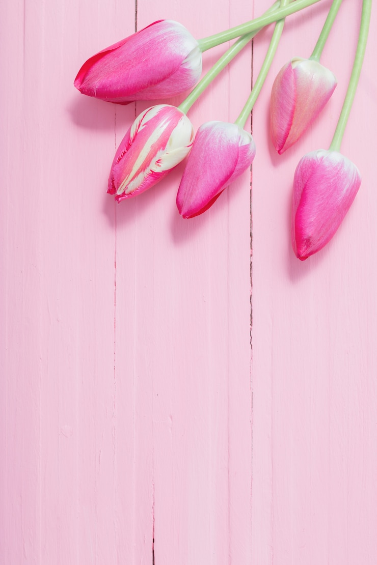 Foto tulipas cor de rosa em fundo rosa de madeira
