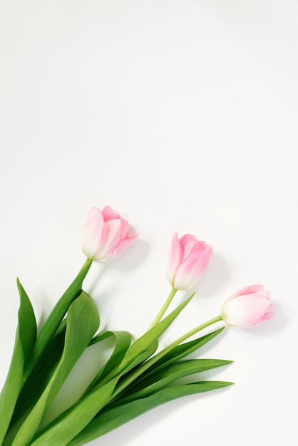 Tulipas cor de rosa em um fundo branco. Aniversário