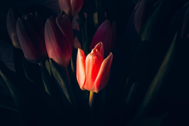 Tulipas cor de rosa em um fundo de madeira closeup raios de sol