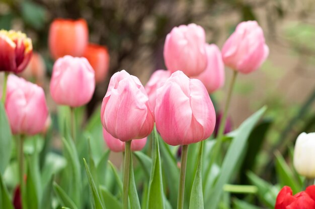 Tulipas cor de rosa florescendo no jardim primavera