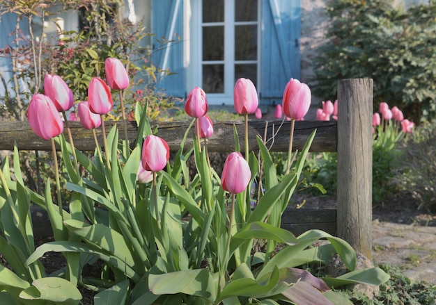 Tulipas cor-de-rosa, florescer, frente, cerca madeira, od, um, rural, casa, com, azul, venezianas