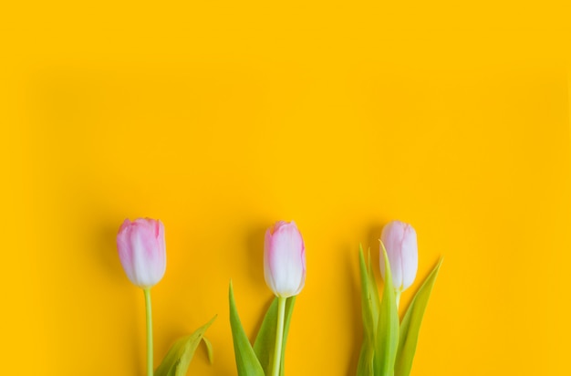 Tulipas cor de rosa na superfície amarela