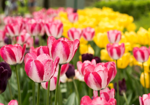 Tulipas cor-de-rosa no fundo amarelo no parque da mola na ilha de Elagin, St Petersburg.